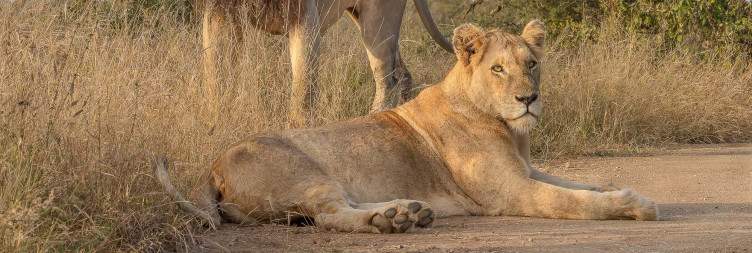 Arrival at Sekekama & Sunset Game Drive – Kruger National Park