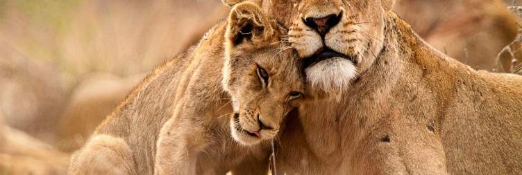 Full-Day Kruger Safari