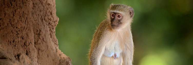 Full-Day Game Drive in Kruger National Park