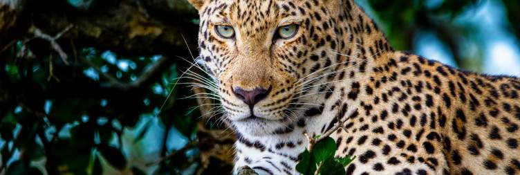 Full-Day Game Drive in Kruger National Park