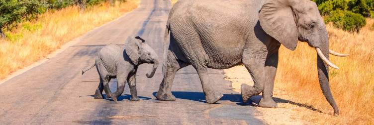 3-Day Exclusive Ndzhaka Tented Camp Safari