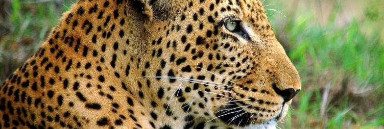 Full-day safari into Kruger National Park
