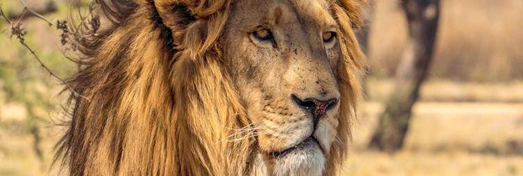 Safari in Kruger National Park