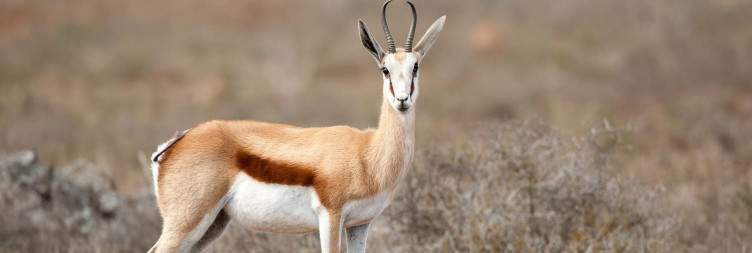 Plettenberg Bay to Kwandwe Game Reserve