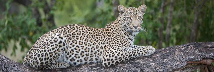 4-Day Luxury Sabi Sands Safari & Treehouse Sleep-out