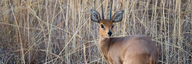 3-Day Mabula Game Lodge