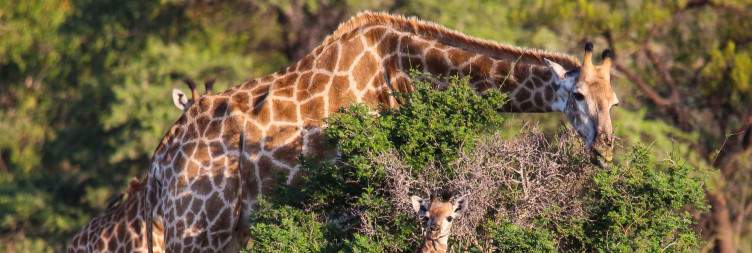 3-Day Kwafubesi Tented Safari Camp