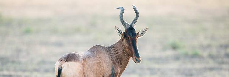 Game Drives Galore