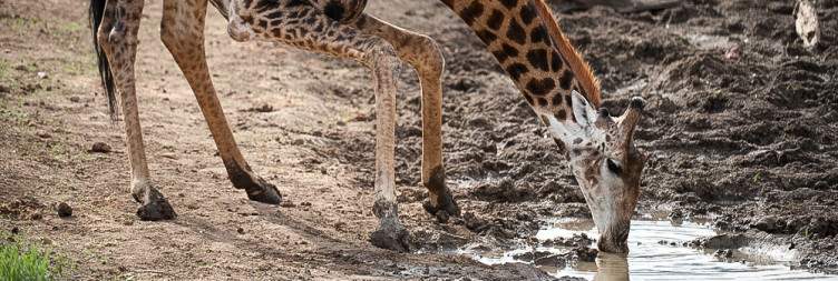Johannesburg to Madikwe