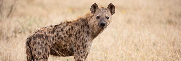 Sunrise Safari, Leisure Time & Sunset Game Drive