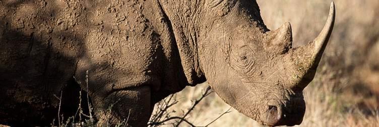 Johannesburg to Madikwe Private Game Reserve
