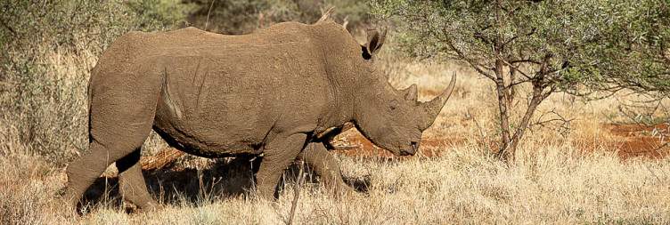 Morning & Afternoon Safaris