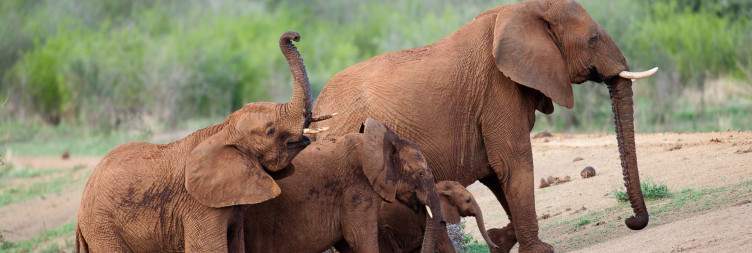 Madikwe Game Drives