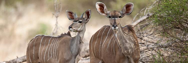 Morning & Evening Safaris