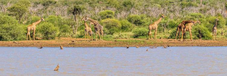 Immersive Safari & Serenity