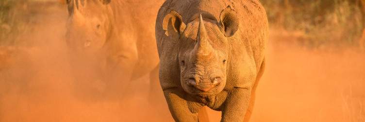 Big Five Safari & Bush Indulgence
