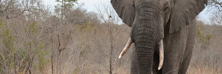 4-Day Khoka Moya Luxury Safari