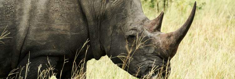 4-Day Mantobeni Luxury Safari - Fly in from Cape Town