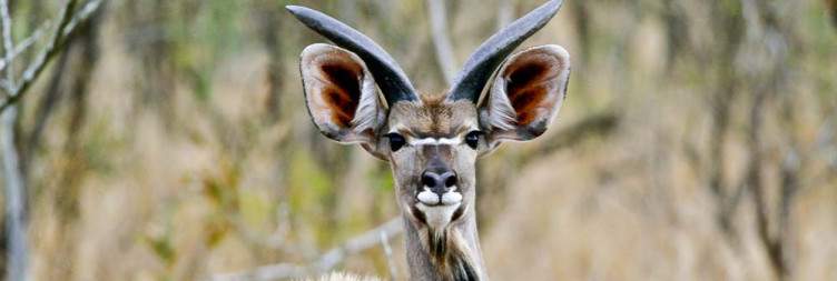 5-Day Mantobeni Luxury Safari