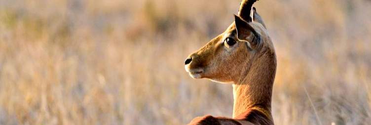 Safari Ends