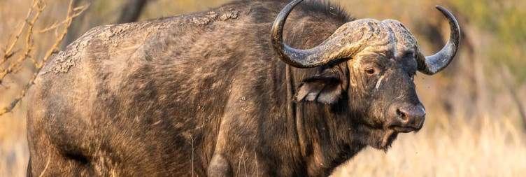 4-Day Kruger Limited Pay 2 Stay 3 Honeyguide Mantobeni
