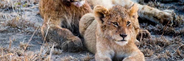 Early Morning Game Drive Adventures