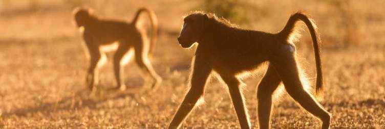 Your Safari Ends
