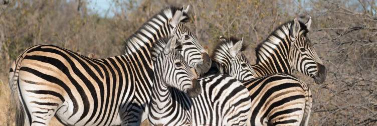 Manyeleti Sunset Night Drive and Bongan African Lodge