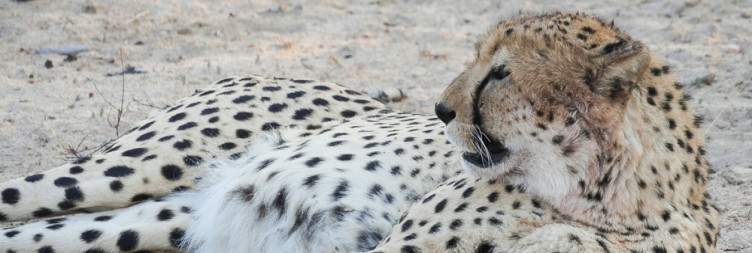 OR Tambo to Dumela Camp