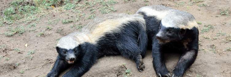 Blyde River Canyon and Moholoholo Wildlife Rehabilitation Centre