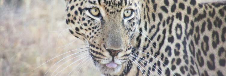 Wildlife Encounters and Private Game Drive