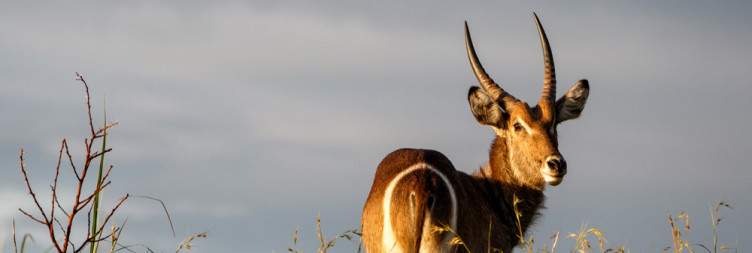 Durban - Nambiti Private Game Reserve
