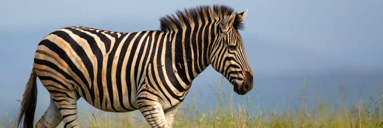 Durban - Nambiti Private Game Reserve