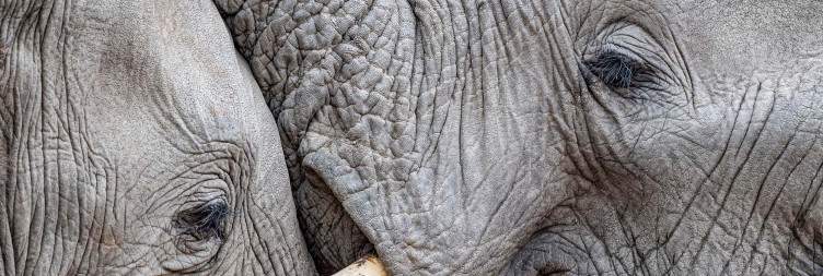 Transfer to Northern Kruger National Park
