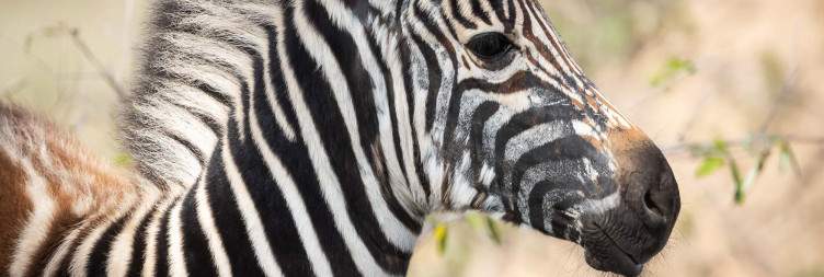Olifants West Private Nature Reserve game drive AM and PM
