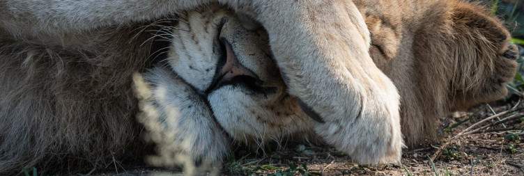 Check in at Chacma Bush Camp
