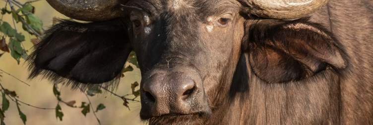 Ku Sungula Safari Lodge and Afternoon Game Drive