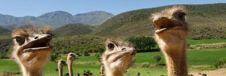 Knysna - Oudtshoorn