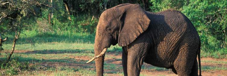Durban to Phinda Private Game Reserve