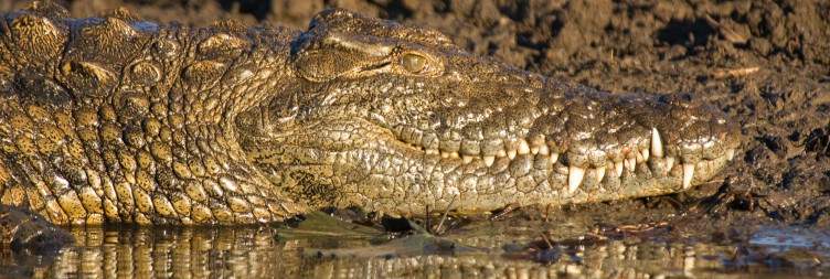 Morning & Sundowner Safaris