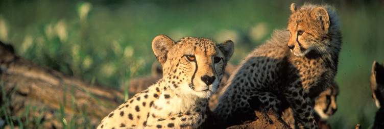 Durban to Phinda Private Reserve