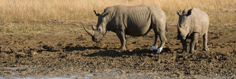 Durban to Phinda Private Game Reserve