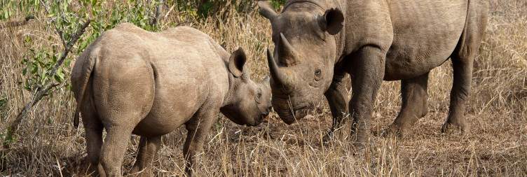 Durban to Phinda Forest Lodge