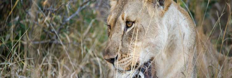 Game Drives & Bush Walk in Phinda Private Game Reserve