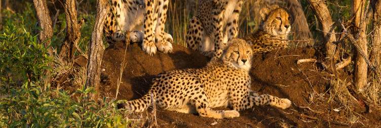 Durban to Phinda Private Game Reserve
