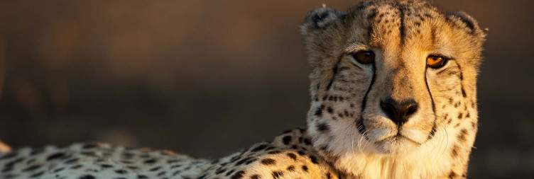 Game Drives & Bush Walks