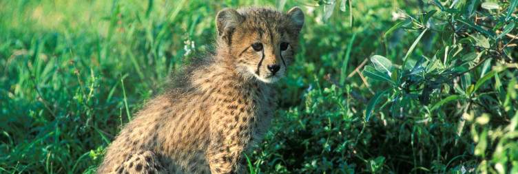 Durban to Phinda Private Game Reserve