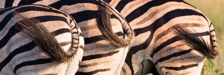 Game Drives & Bush Walks