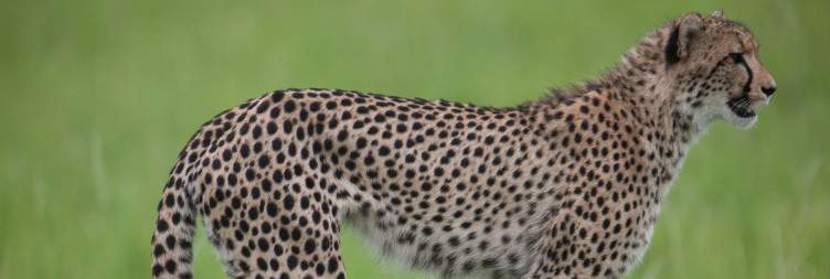 Safaris in Phinda Private Game Reserve