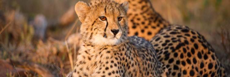 Durban to Phinda Forest Lodge